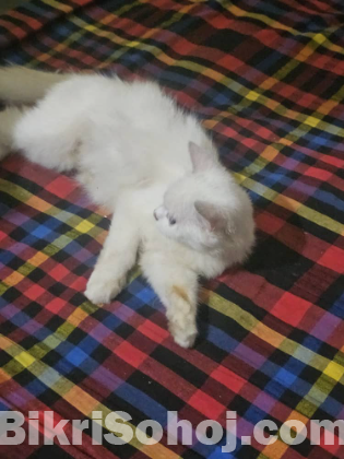 Turkish angora persian cat